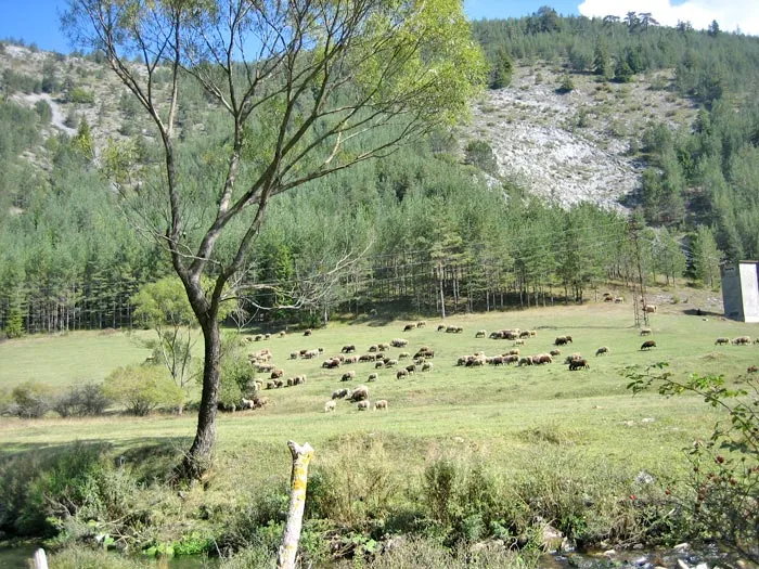 Поляна с пасящи крави